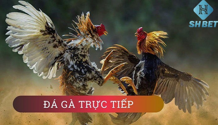 Trò chơi đá gà trực tuyến là gì?